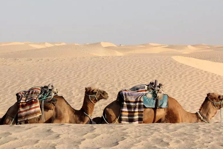 Camel Safari in Dubai