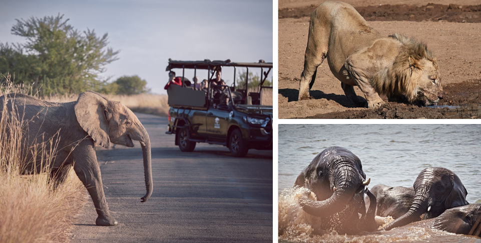 Game Drive and Johannesburg Adventure