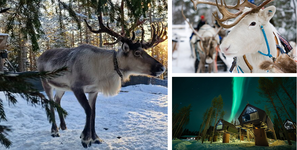 Half Day Reindeer Safari – Optional