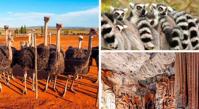 Discover The Wonders Of Oudtshoorn