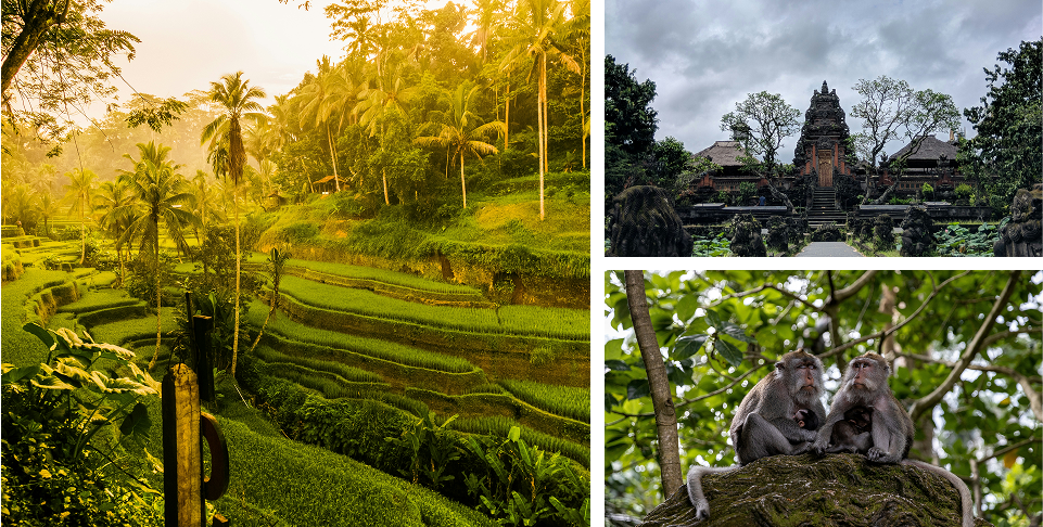 FULL DAY UBUD – KINTAMANI