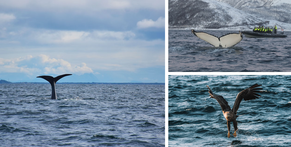 Silent Whale Watching Tour