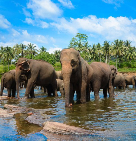 Sri Lanka National Holidays exclusive