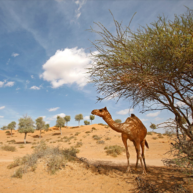 Ras al khaimah desert