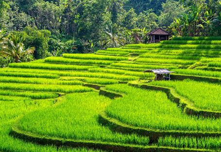 Explore Bali arooha tours