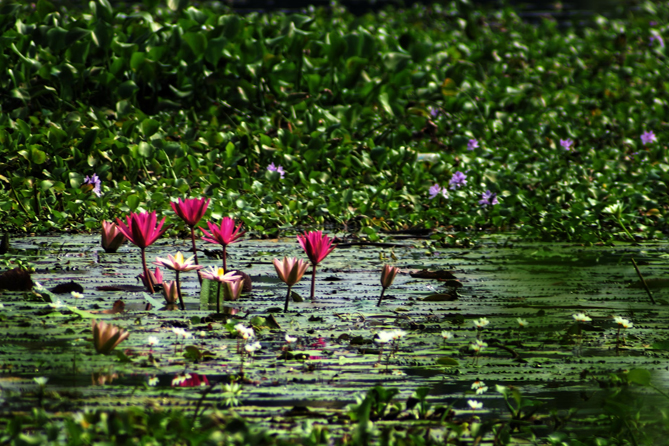 God's Own Kerala