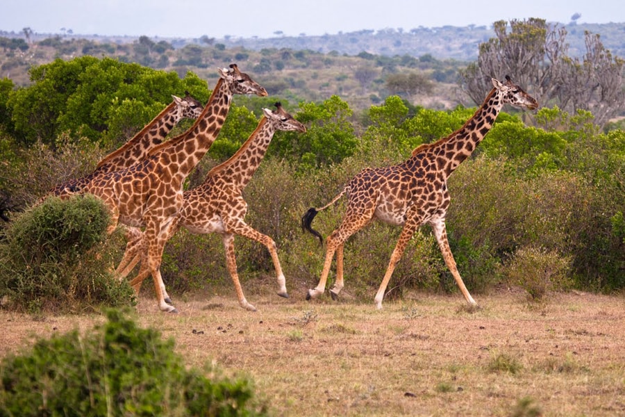 kenya  arooha tours