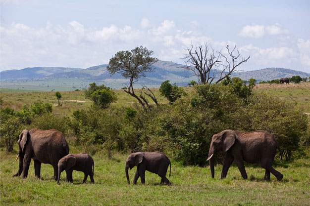 NAIROBI – MAASAI MARA