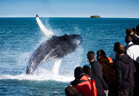 Silent Whale Watching Tour